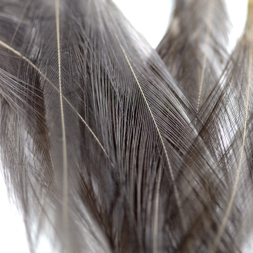 Dry fly tailing feathers dyed dark dun