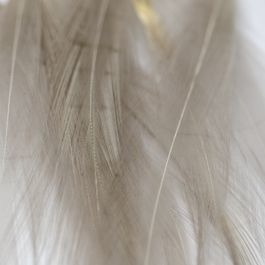 Dry fly tailing feathers dyed light dun