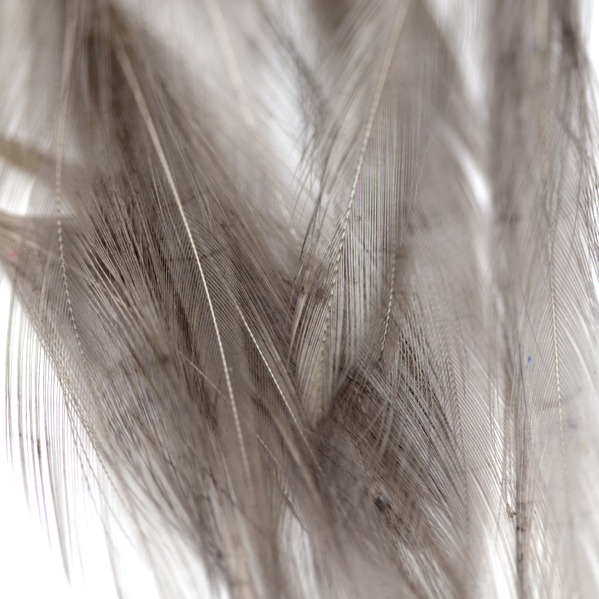 Dry fly tailing feathers dyed medium dun