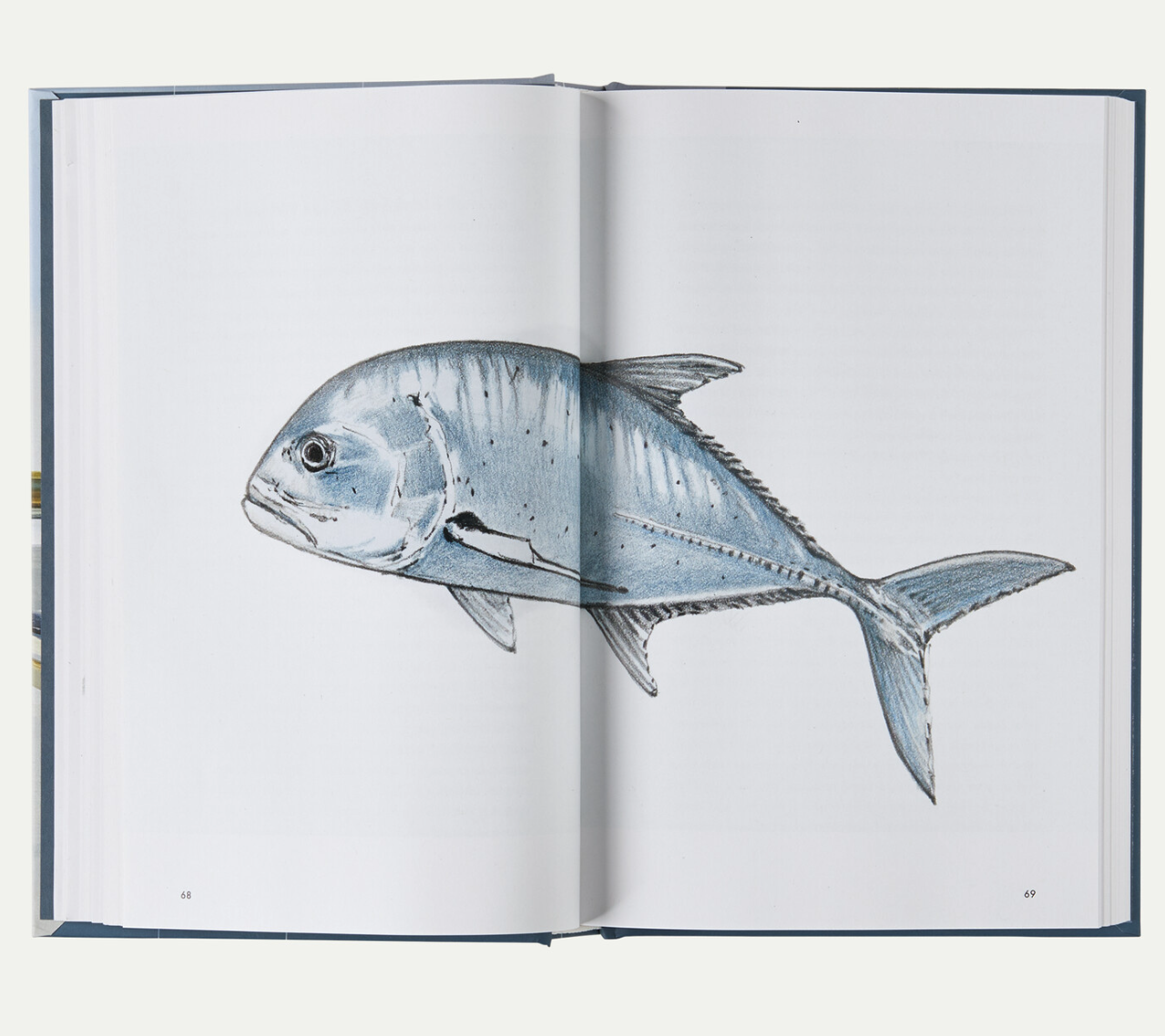 Illustrated saltwater gamefish spanning two pages of Headwaters, Dylan Tomine's fly fishing adventure book