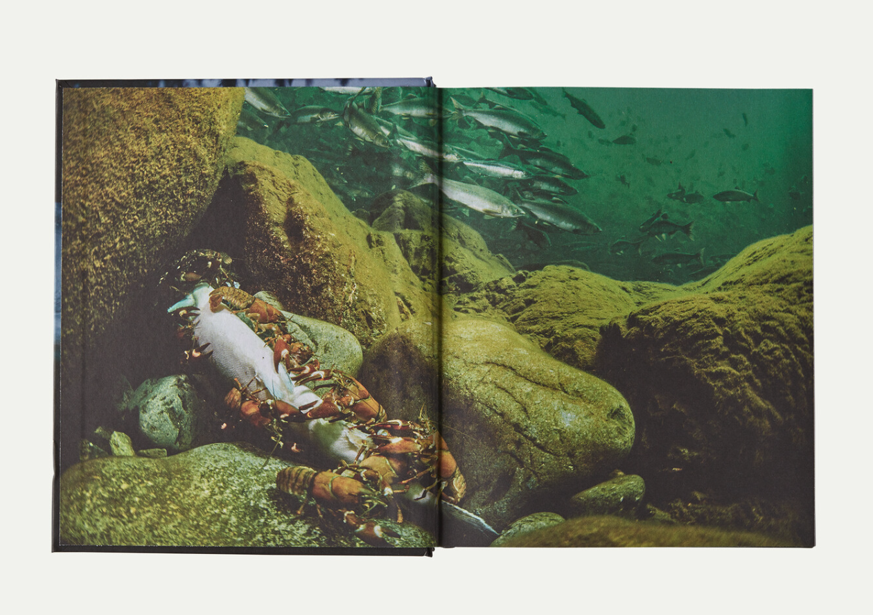 Inside art from Salmon Book by Mark Kurlansky