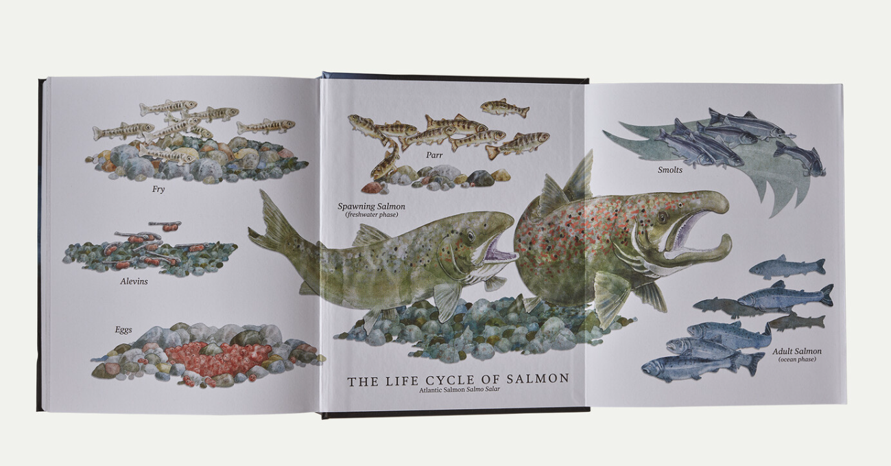 Imagery example from Salmon Book by Mark Kurlansky