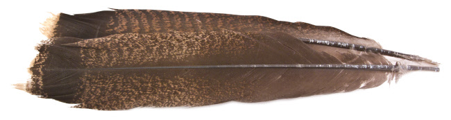 Turkey Feathers Cinnamon Tip