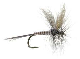 Quill Gordon Dry Fly for Trout