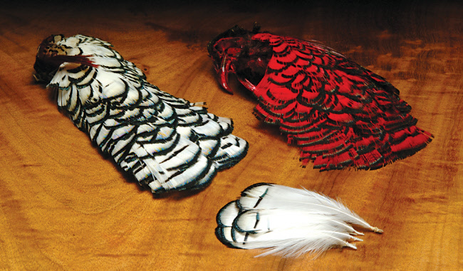 Lady Amherst Complete Head steelhead fly tying feathers Hareline Lady Amherst Complete Head Grade #1