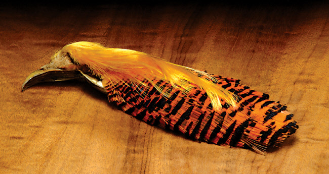 Hareline Golden Pheasant Complete Head