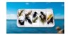 Fly assortments for bass fishing