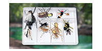 Fly assortments for catching panfish