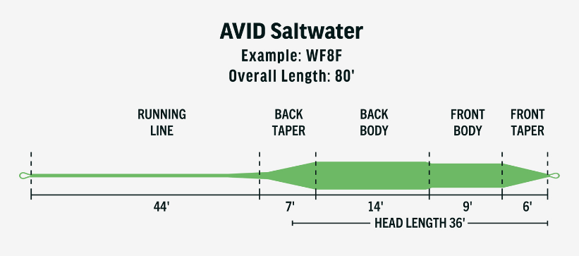 Durable RIO Avid Saltwater Fly Line, ideal for targeting saltwater species with precision.