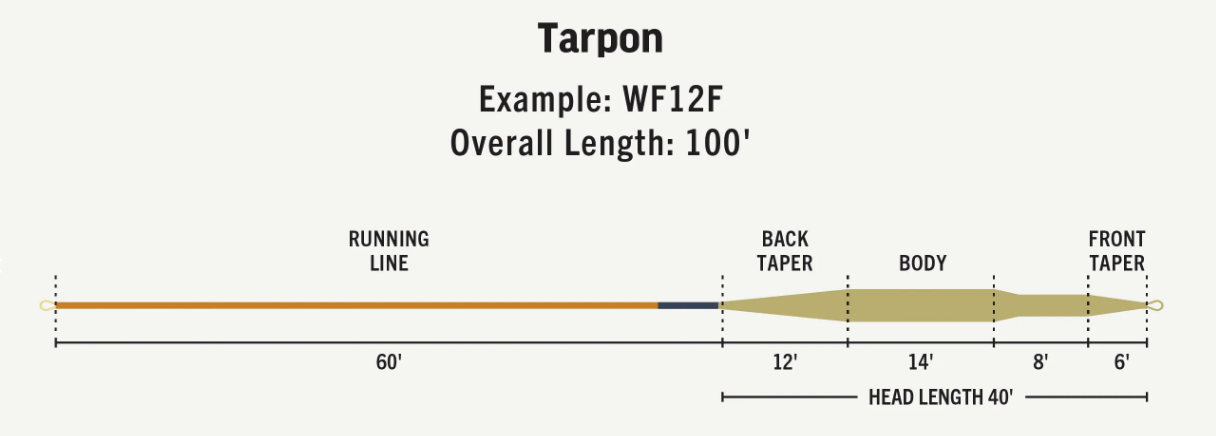 Durable RIO tarpon line with short, powerful taper for large tropical species