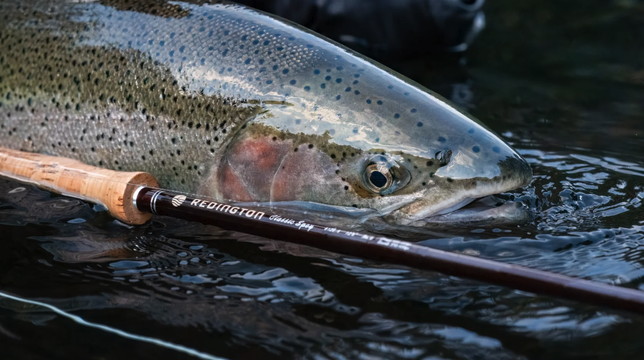 Steelhead next to Redington Classic Spey Fly Rod Handle