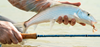 Redington Predator Salt Fly Rod held with bonefish