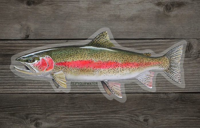 Rep Your Water Cold Water Rainbow Sticker for sale online at The Fly Fishers.