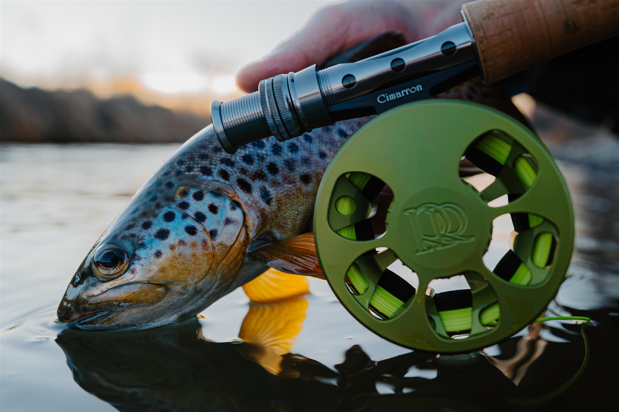 Ross Cimarron Creek trout fly reel with brown trout best click pawl reel for trout fishing