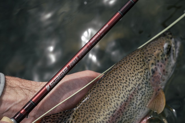 Sage R8 POWER Fly Rod next to rainbow trout