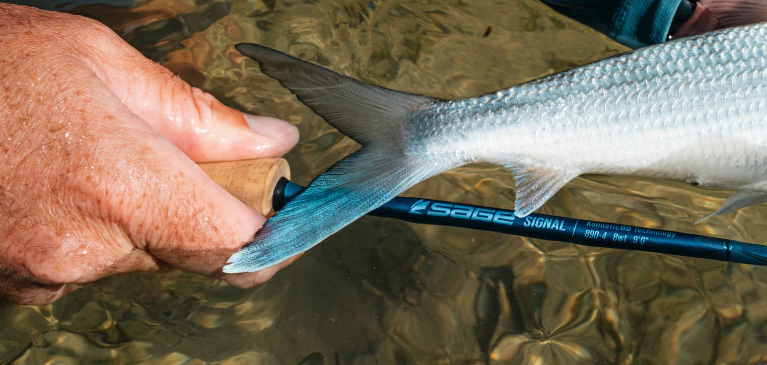 Sage SIGNAL Fly Rod next to bonefish tail