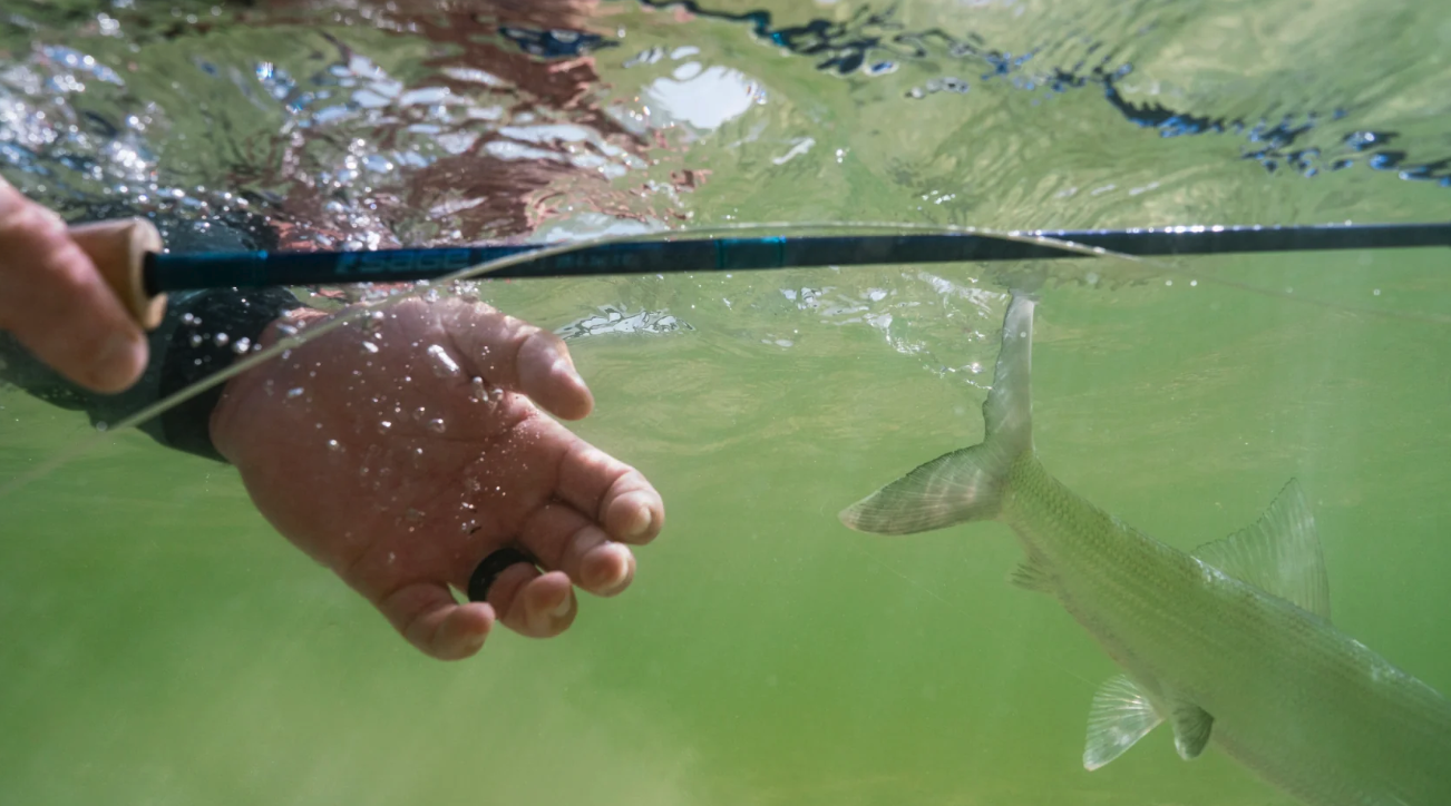 Sage SIGNAL Fly Rod underwater with bonefish