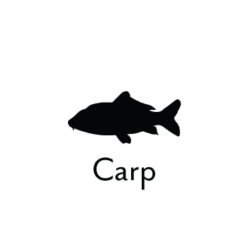 Carp
