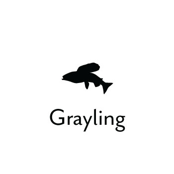 Grayling