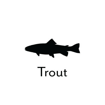 Trout