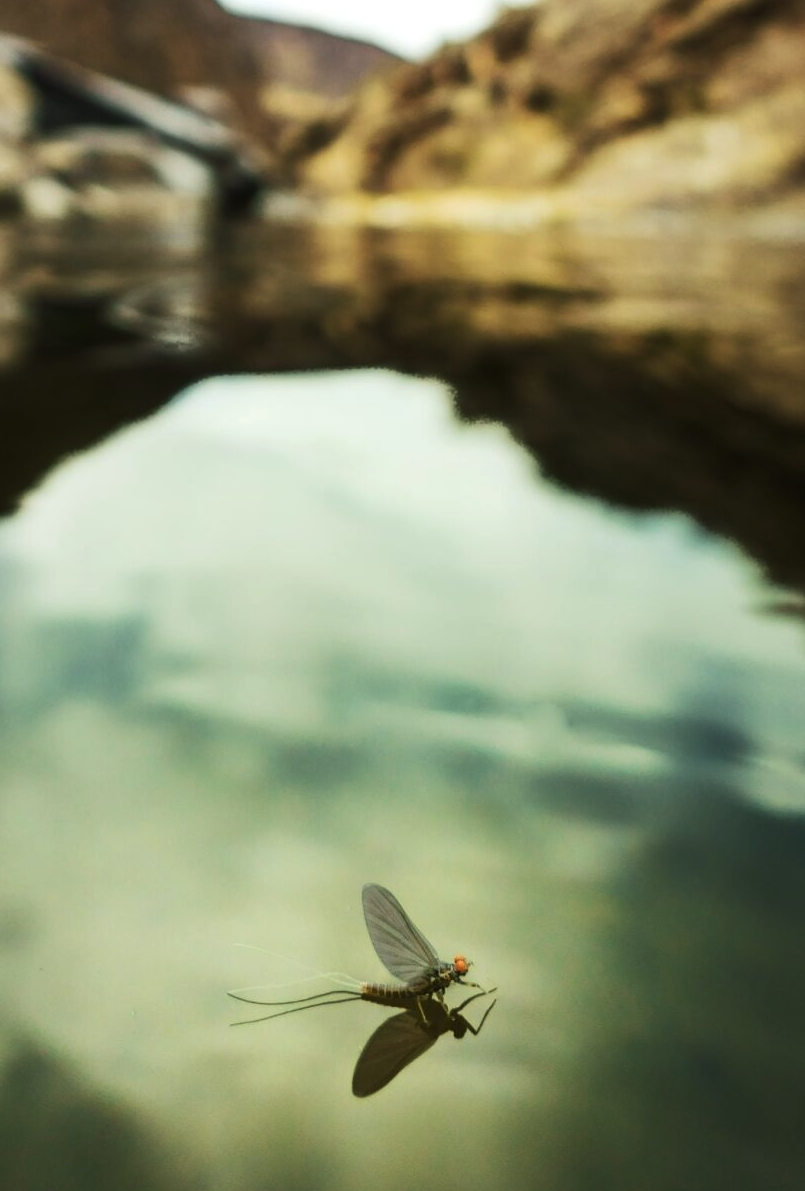 Mayfly floating on surface of trout water