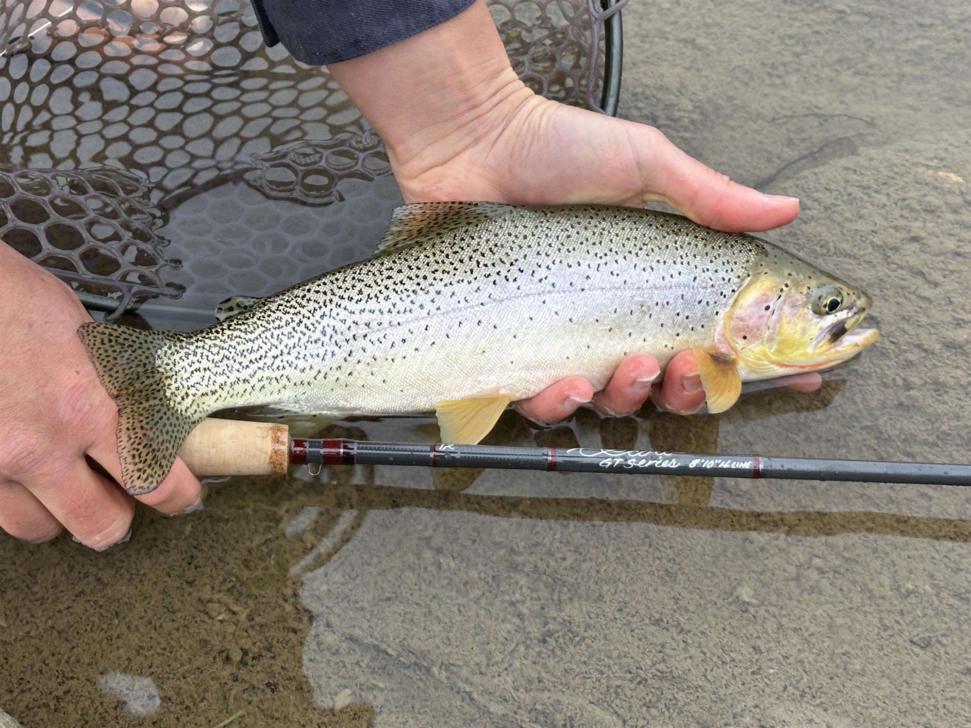 Scott GT Fly Rod held with trout in river