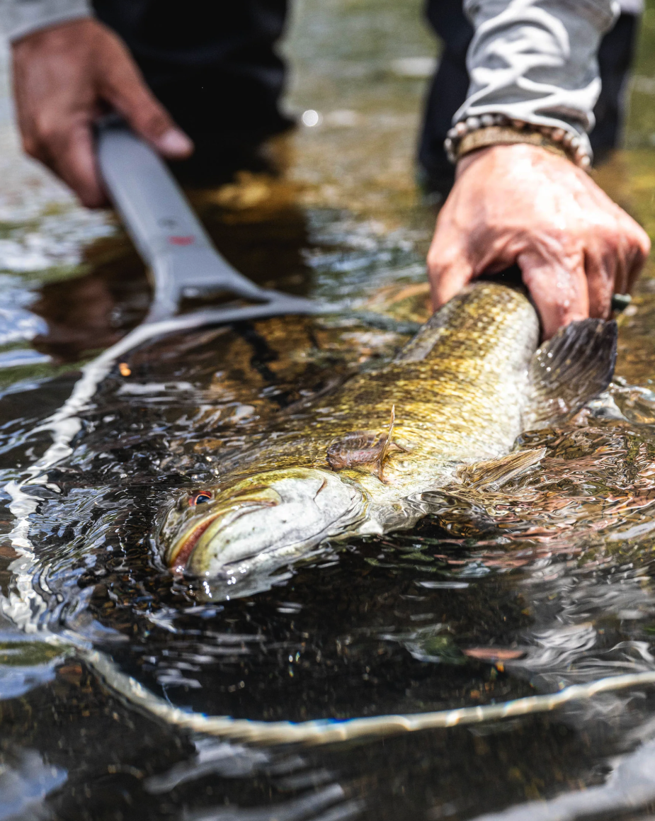Smallmouth bass in Simms Daymaker Boat Net Short Handle.