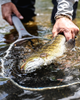 Smallmouth bass in Simms Daymaker Boat Net Short Handle.