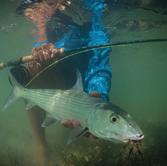 With its specialized saltwater taper, the Imperial Saltwater Fly Rod excels in delivering flies to target species.