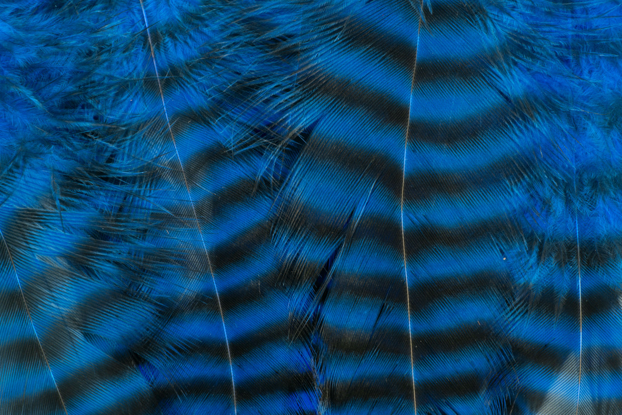 Bright blue barred hackle for saltwater and freshwater predator flies