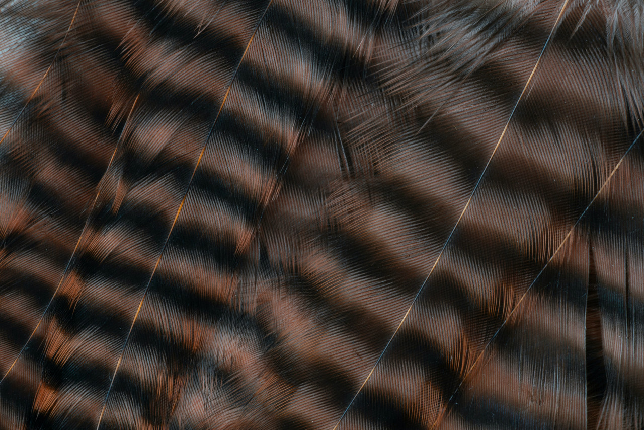 Brown grizzly hackle feathers ideal for pike, musky, and large trout flies