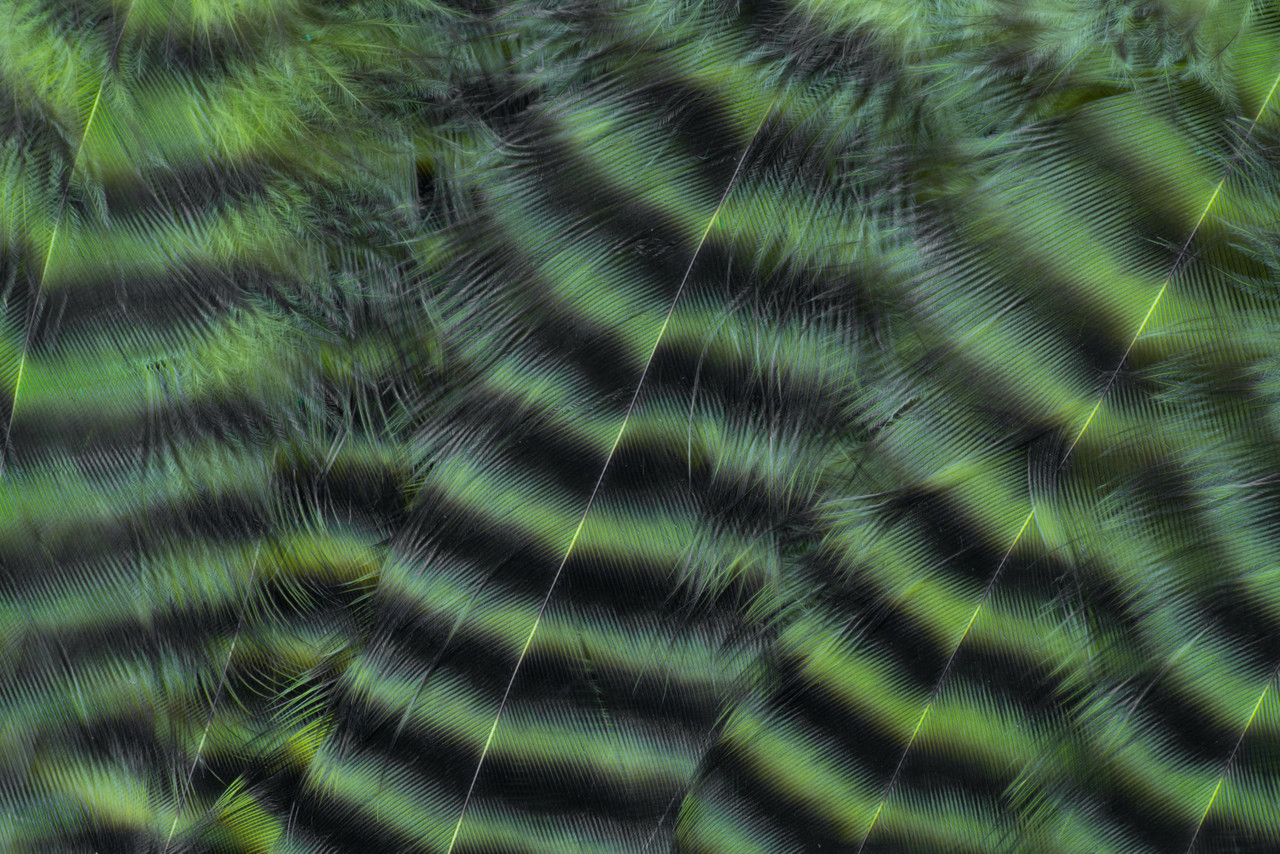 High-visibility chartreuse hackle feathers for predator-style streamer patterns