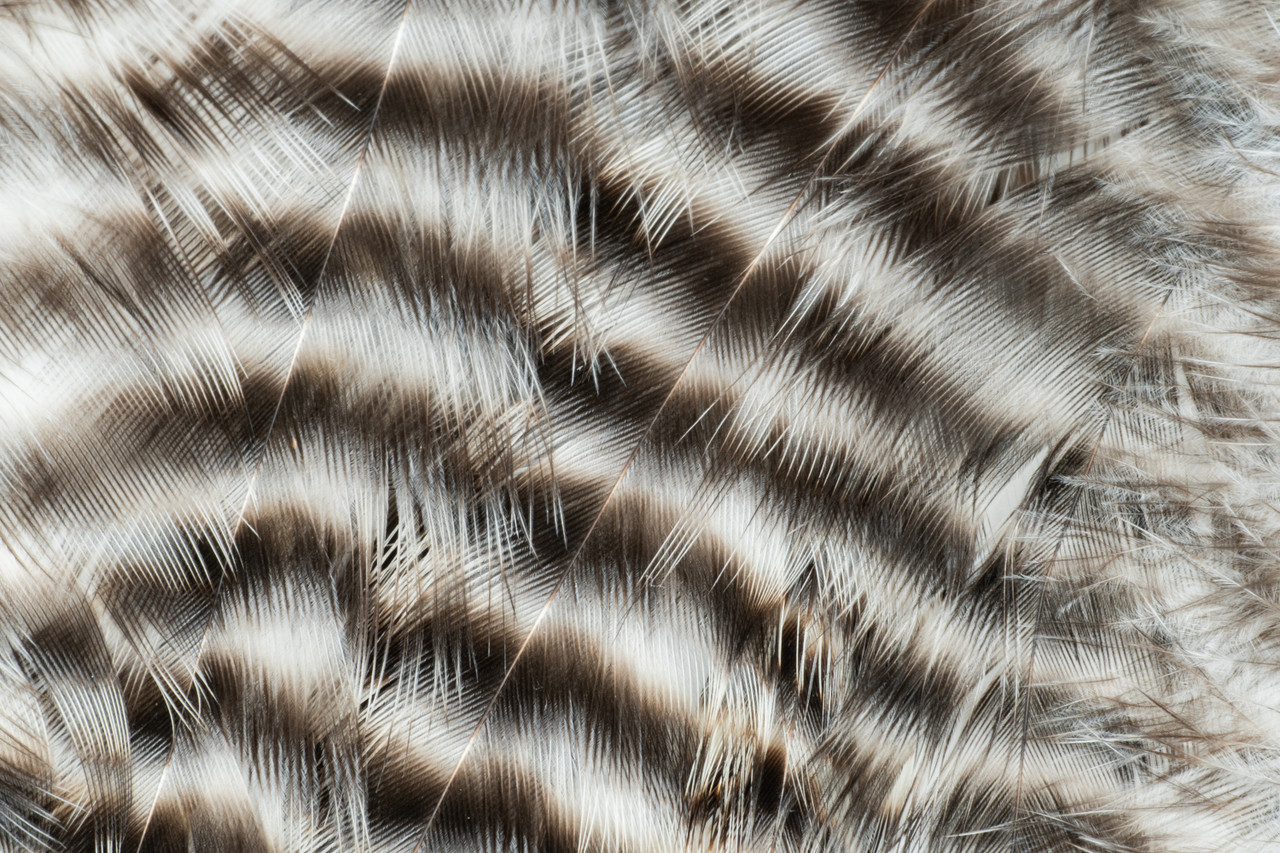 “Natural grizzly rooster saddle feathers for tying large pike and musky streamers”