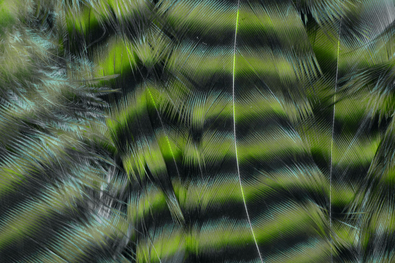 Subtle olive barred feathers for lifelike predator fly movement