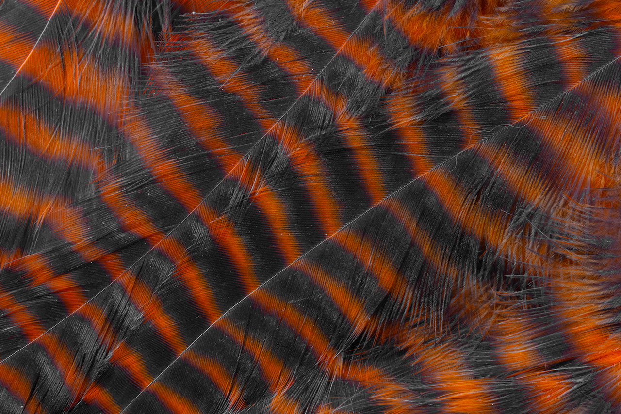 Orange grizzly rooster feathers for high-contrast streamer and baitfish imitations