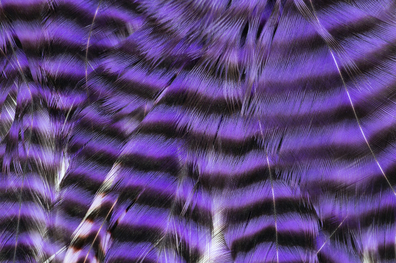 Purple grizzly feathers for large musky, pike, and saltwater flies