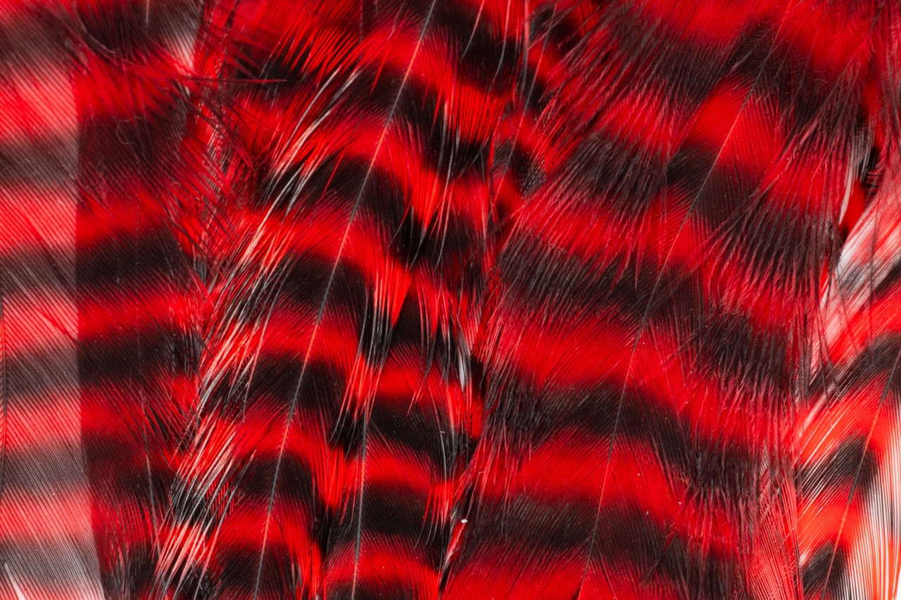 Bright red barred hackle feathers for predator and saltwater fly patterns