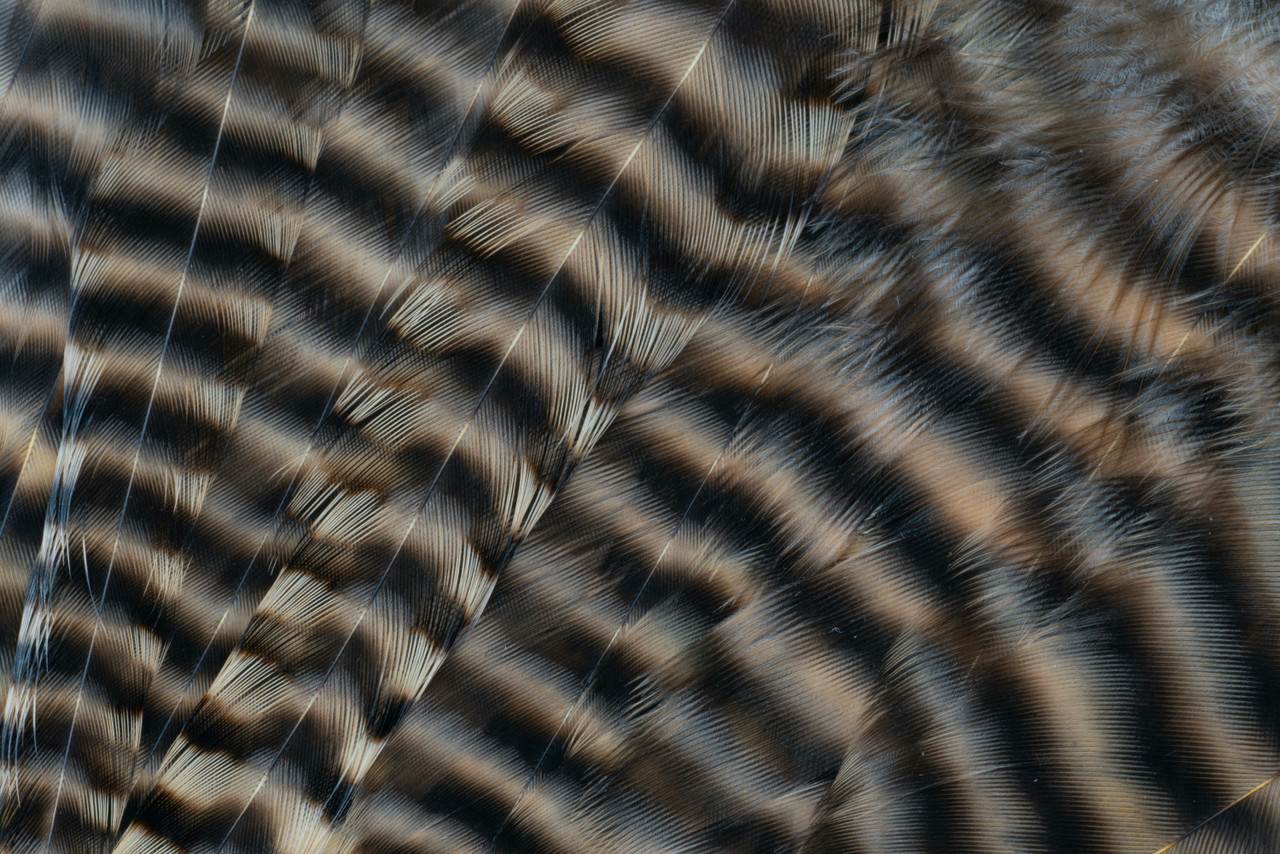 Neutral tan barred hackle feathers for pike and musky fly designs