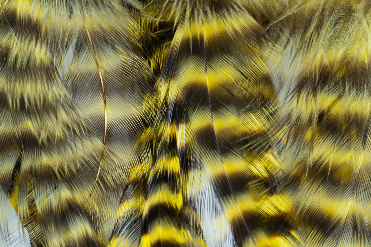 Yellow grizzly feathers for tying pike, musky, and saltwater streamers