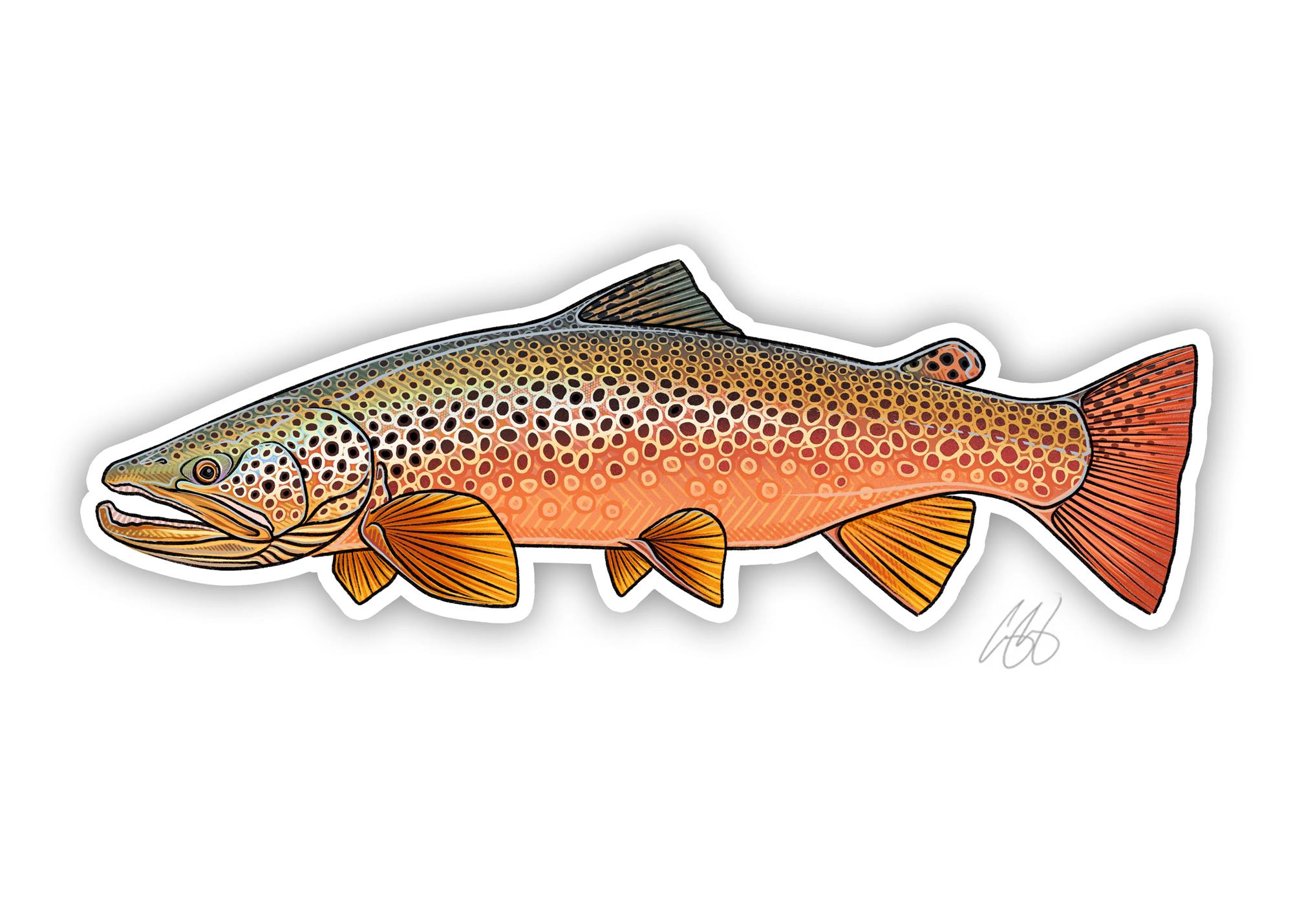Decal showing an autumn colored brown trout