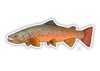 Decal designed by Casey Underwood of a Autumn Brown Trout