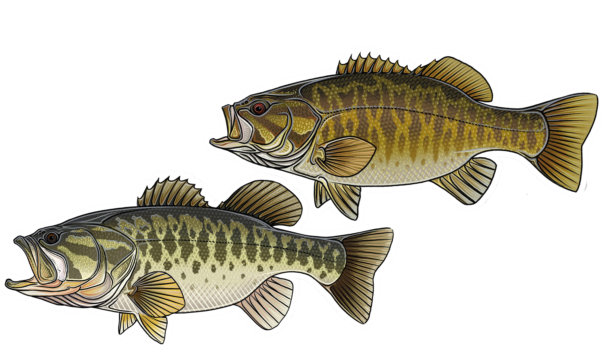 Both styles of bass decals designed by Casey Underwood