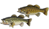 Both styles of bass decals designed by Casey Underwood
