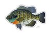 Decal that resembles a bluegill