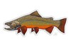 Decal designed by Casey Underwood of brook trout