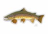 Decal designed by Casey Underwood of brown trout