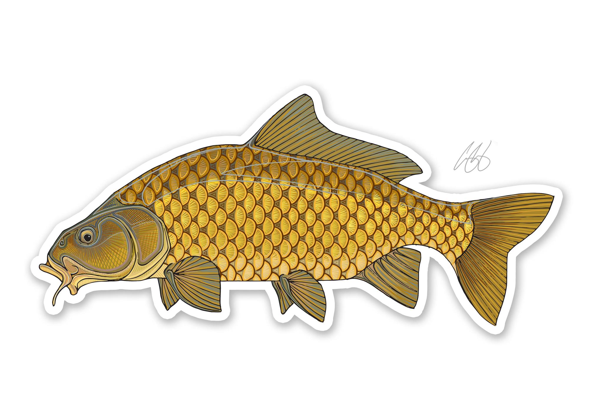 Decal designed by Casey Underwood of a Common Carp