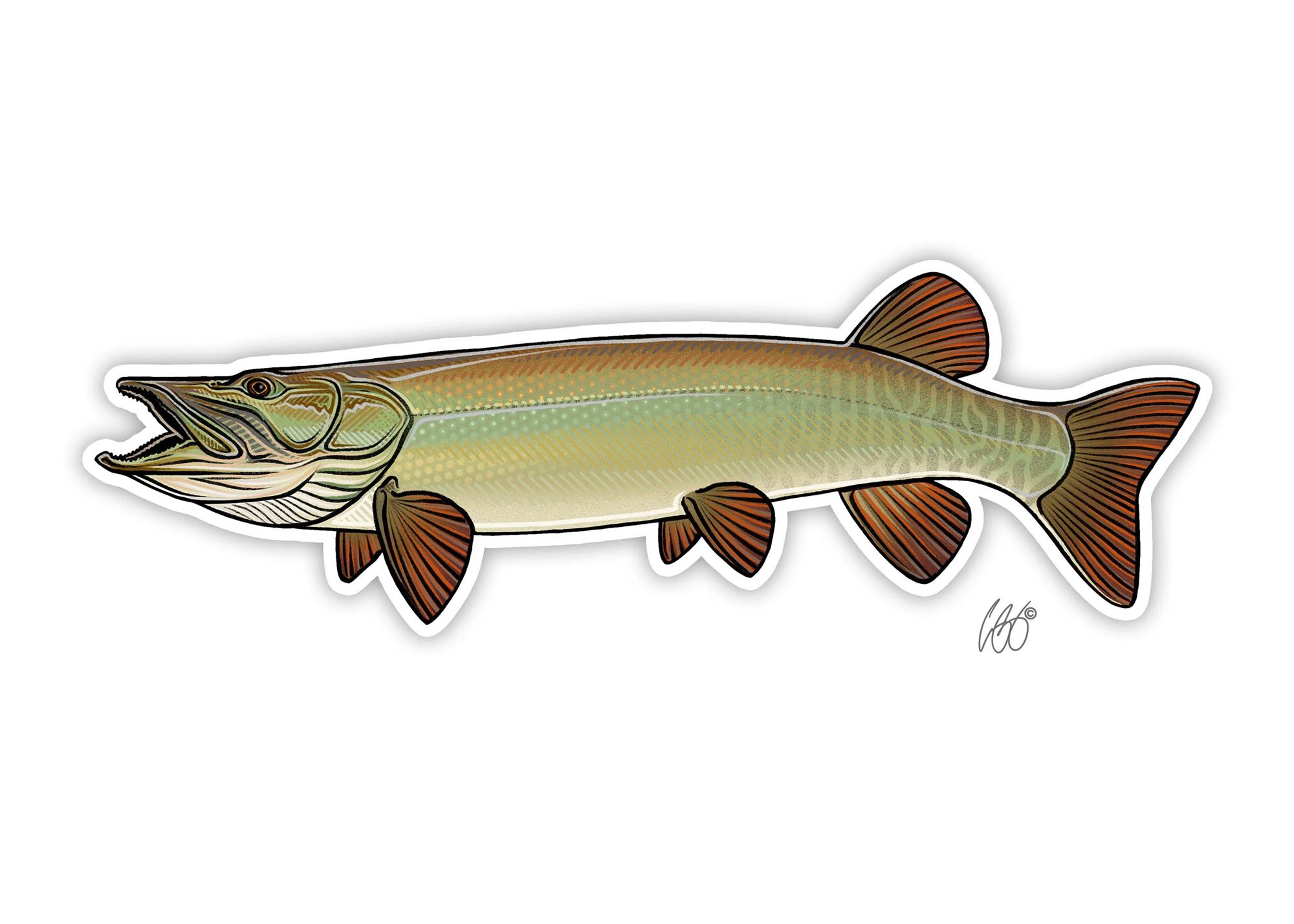 Decal designed by Casey Underwood of a musky