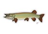 Decal designed by Casey Underwood of a musky