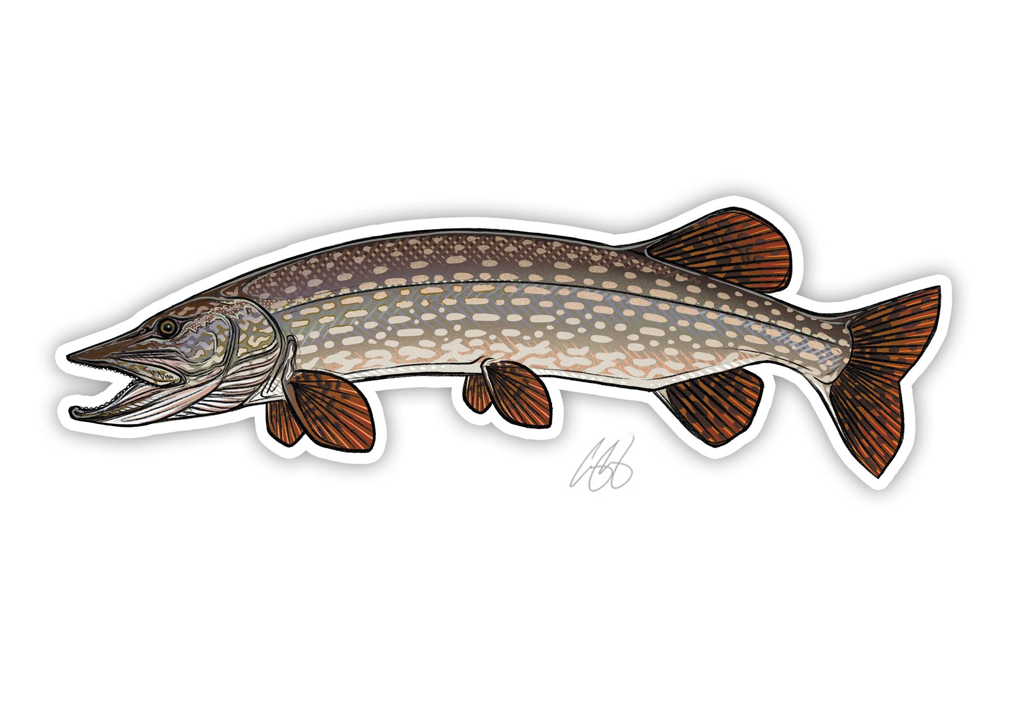 Decal designed by Casey Underwood of a northern pike.